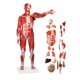 Male Torso Model with Muscle and Internal Organs (Tall 78cm)